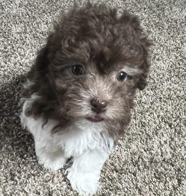 Cricket  – Havanese puppy on hold in McLouth, KS