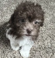 Cricket , a female Havanese for sale in McLouth, KS – 1 of 3