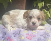 Honey, a female Cavalier King Charles Spaniel and Havanese for sale in McLouth, KS – 2 of 3