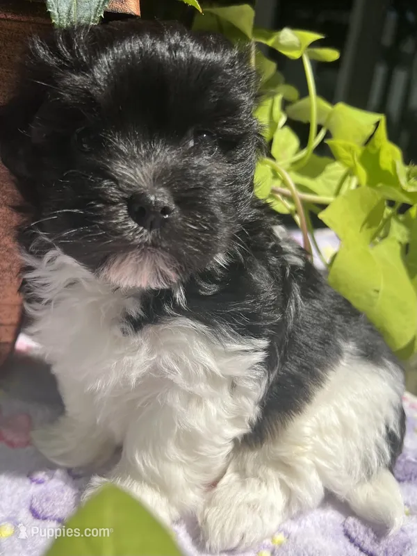 Chester – Havanese puppy for sale in McLouth, KS