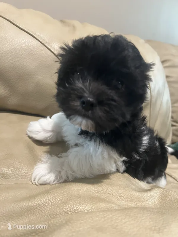 Chester – Havanese puppy for sale in McLouth, KS