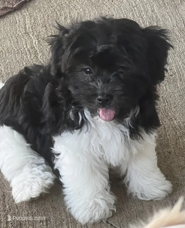 Chester – Havanese puppy for sale in McLouth, KS