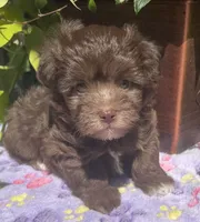 Mocha, a female Havanese for sale in McLouth, KS – 1 of 3