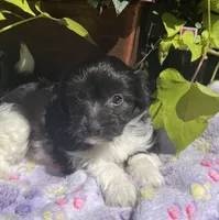 Kip, a male Havanese for sale in McLouth, KS – 2 of 4