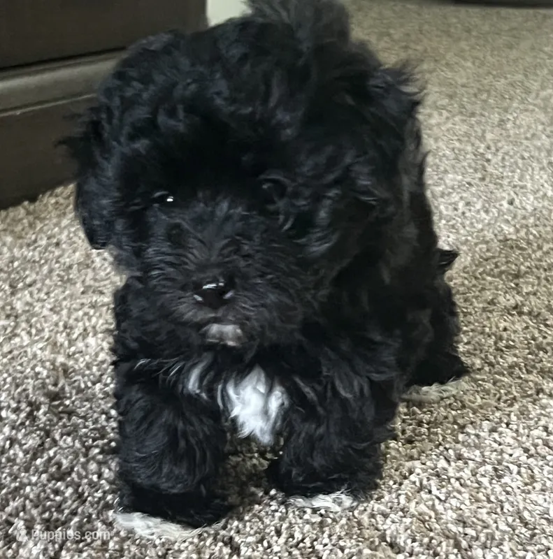 Winston – Havanese puppy for sale in McLouth, KS