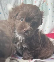 Brownie, a female Havanese for sale in McLouth, KS – 4 of 4