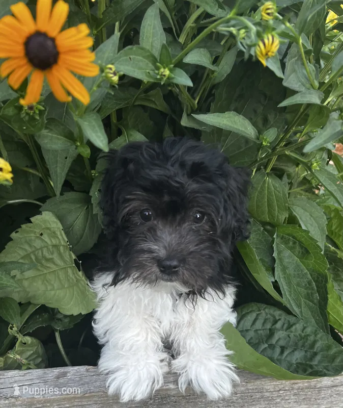 Chester – Havanese puppy for sale in McLouth, KS