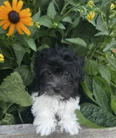 Chester, a male Havanese for sale in McLouth, KS – 1 of 5
