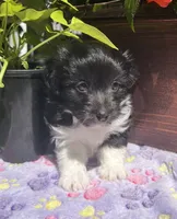 Kip, a male Havanese for sale in McLouth, KS – 3 of 4