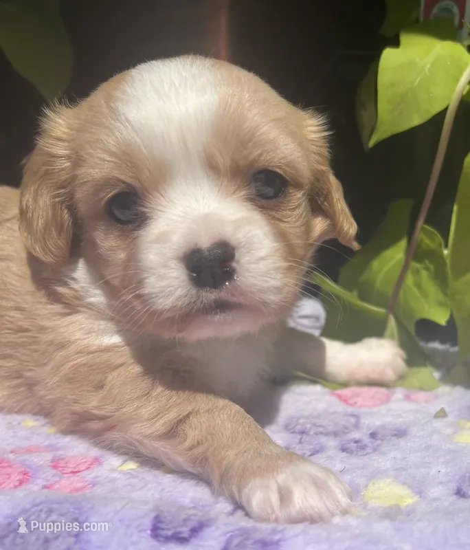 Peaches – Cavalier King Charles Spaniel, Havanese puppy for sale in McLouth, KS