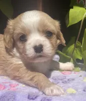 Peaches, a female Cavalier King Charles Spaniel and Havanese for sale in McLouth, KS – 1 of 4