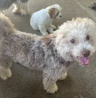 Hershey, a male Havanese for sale in McLouth, KS – 2 of 3