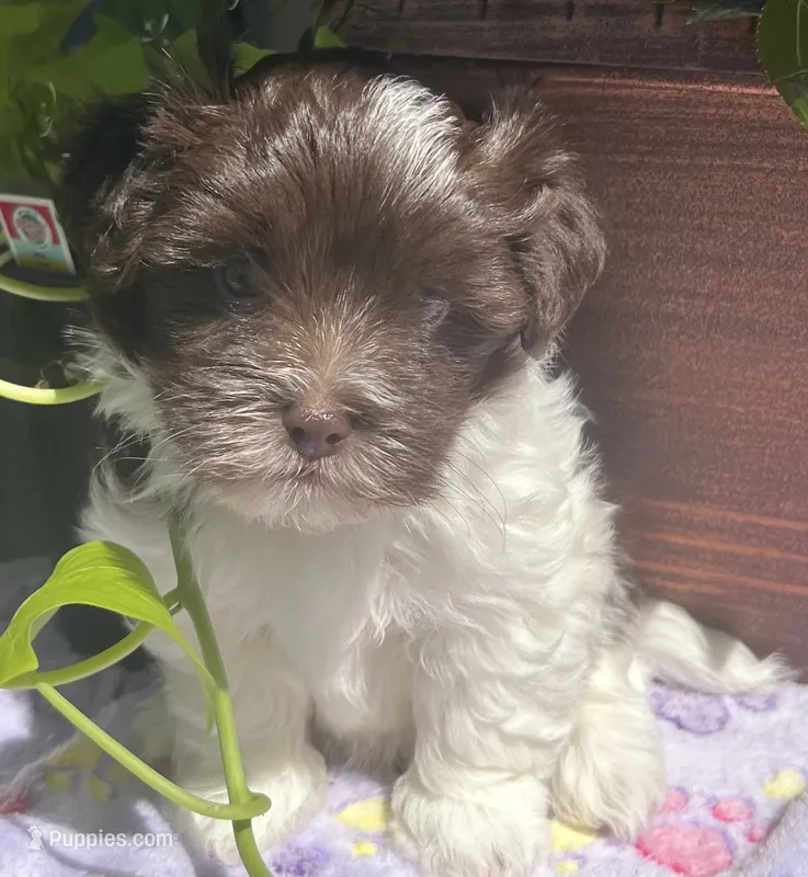 Fritz – Havanese puppy for sale in McLouth, KS