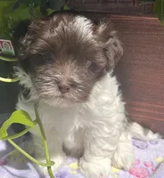 Fritz, a male Havanese for sale in McLouth, KS – 1 of 3