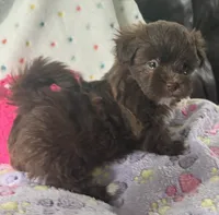 Brownie, a female Havanese for sale in McLouth, KS – 3 of 4
