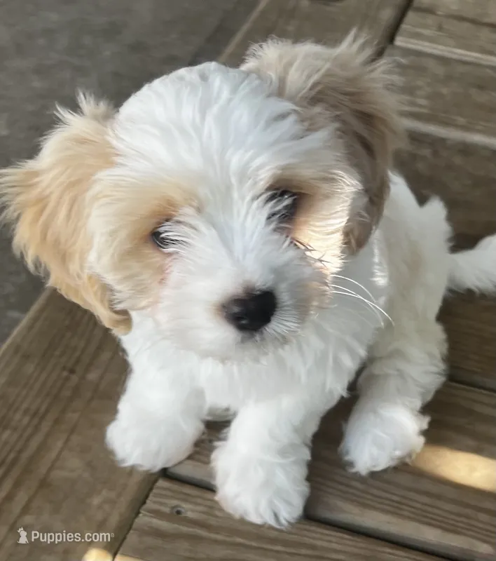 Oscar – Cavalier King Charles Spaniel, Havanese puppy for sale in McLouth, KS