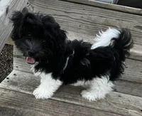 Chester, a male Havanese for sale in McLouth, KS – 3 of 5