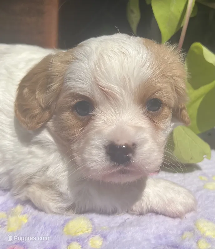 Honey – Cavalier King Charles Spaniel, Havanese puppy for sale in McLouth, KS
