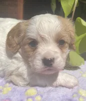 Honey, a female Cavalier King Charles Spaniel and Havanese for sale in McLouth, KS – 1 of 3