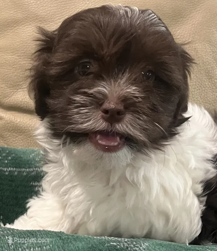 Fritz – Havanese puppy for sale in McLouth, KS