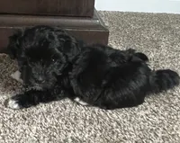Winston, a male Havanese for sale in McLouth, KS – 2 of 2