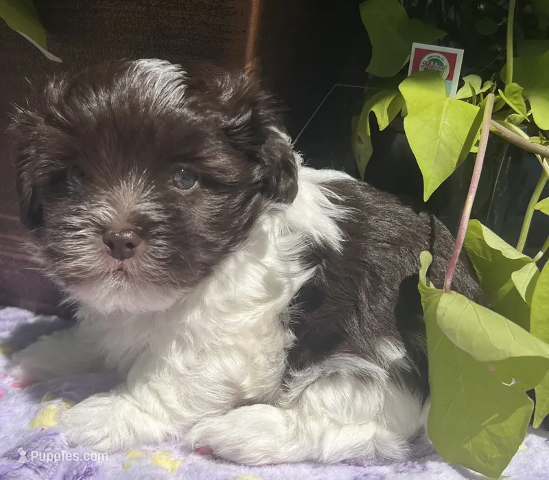 Fritz – Havanese puppy for sale in McLouth, KS