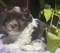 Fritz, a male Havanese for sale in McLouth, KS – 2 of 3