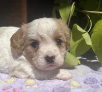 Honey, a female Cavalier King Charles Spaniel and Havanese for sale in McLouth, KS – 3 of 3