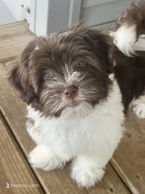 Fritz – Havanese puppy for sale in McLouth, KS
