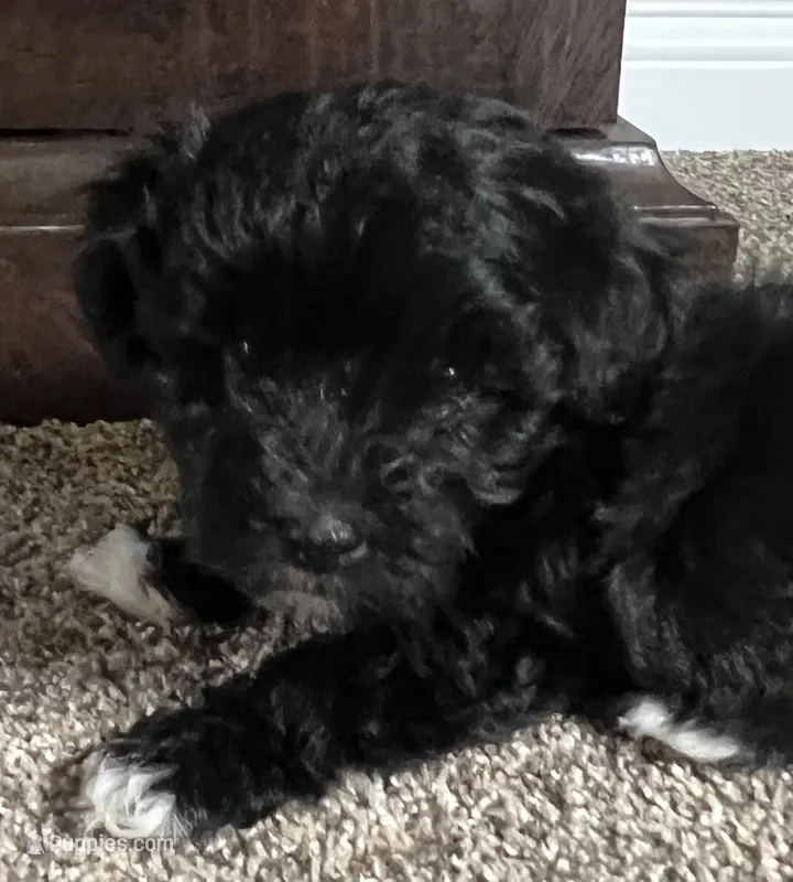 Winston – Havanese puppy for sale in McLouth, KS