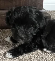 Winston, a male Havanese for sale in McLouth, KS – 1 of 2