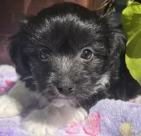 Kip, a male Havanese for sale in McLouth, KS – 1 of 4