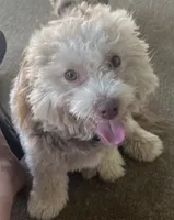 Hershey, a male Havanese for sale in McLouth, KS – 3 of 3