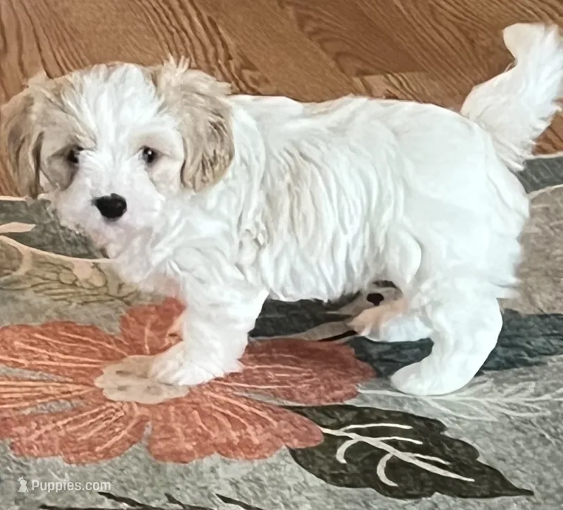 Oscar – Cavalier King Charles Spaniel, Havanese puppy for sale in McLouth, KS