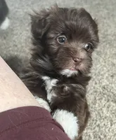 Brownie, a female Havanese for sale in McLouth, KS – 1 of 4