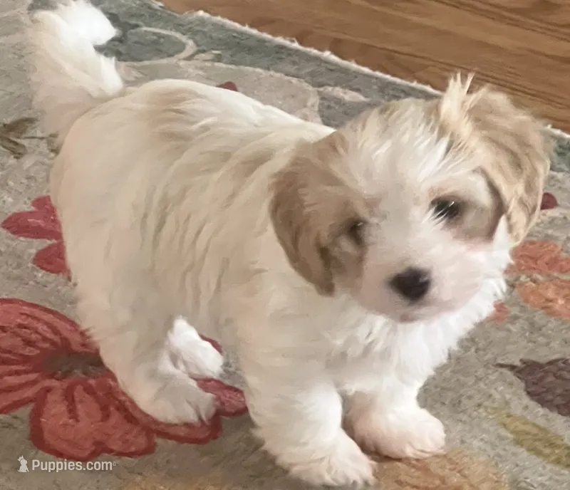Oscar – Cavalier King Charles Spaniel, Havanese puppy for sale in McLouth, KS
