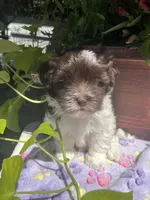 Fritz, a male Havanese for sale in McLouth, KS – 3 of 3