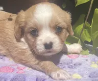 Peaches, a female Cavalier King Charles Spaniel and Havanese for sale in McLouth, KS – 2 of 4
