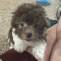 Cricket , a female Havanese for sale in McLouth, KS – 3 of 3
