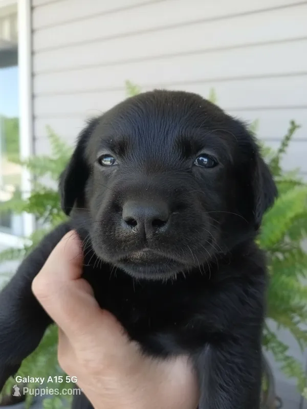Yellow Collar – Labrador Retriever puppy for sale in Viola, IL