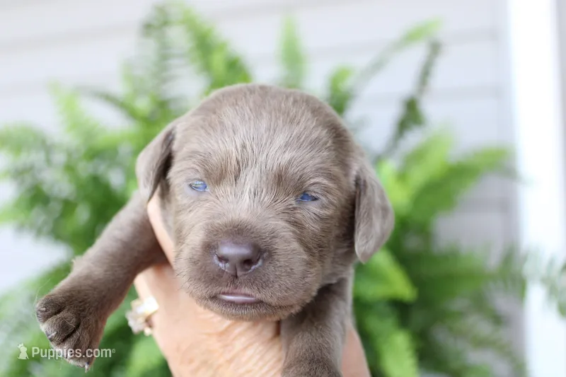 Lime Green Collar – Labrador Retriever puppy for sale in Viola, IL