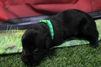 Green Collar, a male Labrador Retriever for sale in Viola, IL – 2 of 2