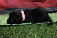 Light Pink Collar, a female Labrador Retriever for sale in Viola, IL – 2 of 2