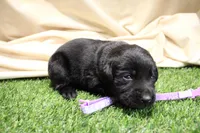 Light Purple Collar, a female Labrador Retriever for sale in Viola, IL – Photo 2 of 3