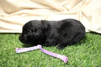 Light Purple Collar, a female Labrador Retriever for sale in Viola, IL – Photo 3 of 3