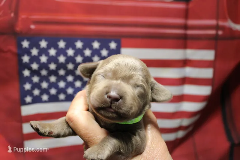 Lime Green Collar – Labrador Retriever puppy for sale in Viola, IL