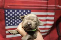 Lime Green Collar, a female Labrador Retriever for sale in Viola, IL – 1 of 2
