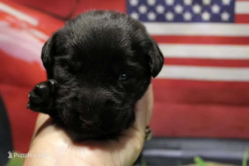 Tan Collar – Labrador Retriever puppy for sale in Viola, IL