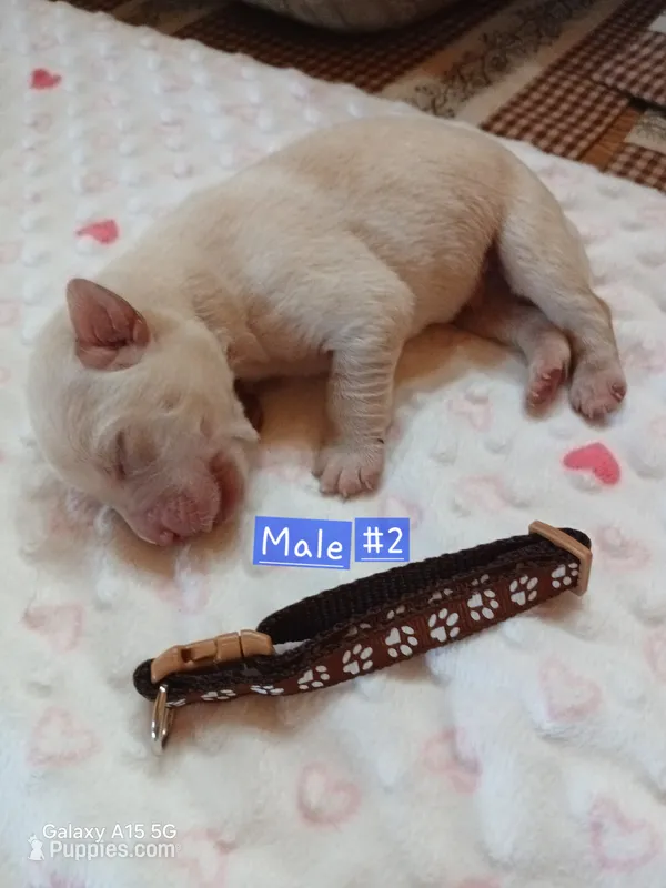 Winston – Labrador Retriever puppy for sale in Viola, IL