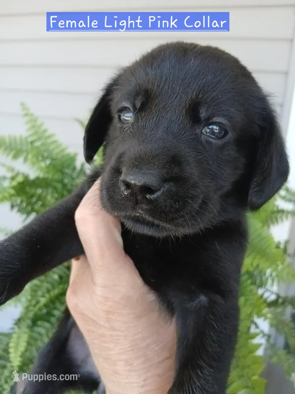 Light Pink Collar – Labrador Retriever puppy for sale in Viola, IL